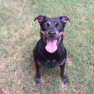 Meet your Posher, Abbey